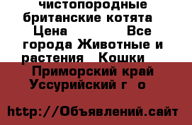 чистопородные британские котята › Цена ­ 10 000 - Все города Животные и растения » Кошки   . Приморский край,Уссурийский г. о. 